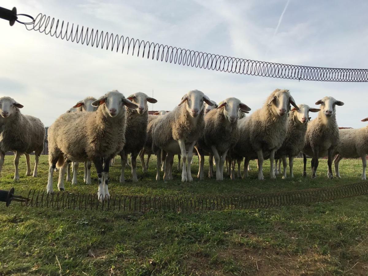 Store Tourist Farm Artisek 빌라 외부 사진